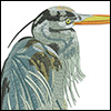 Embroidery digitizing: Great Blue Heron | High-end cushion